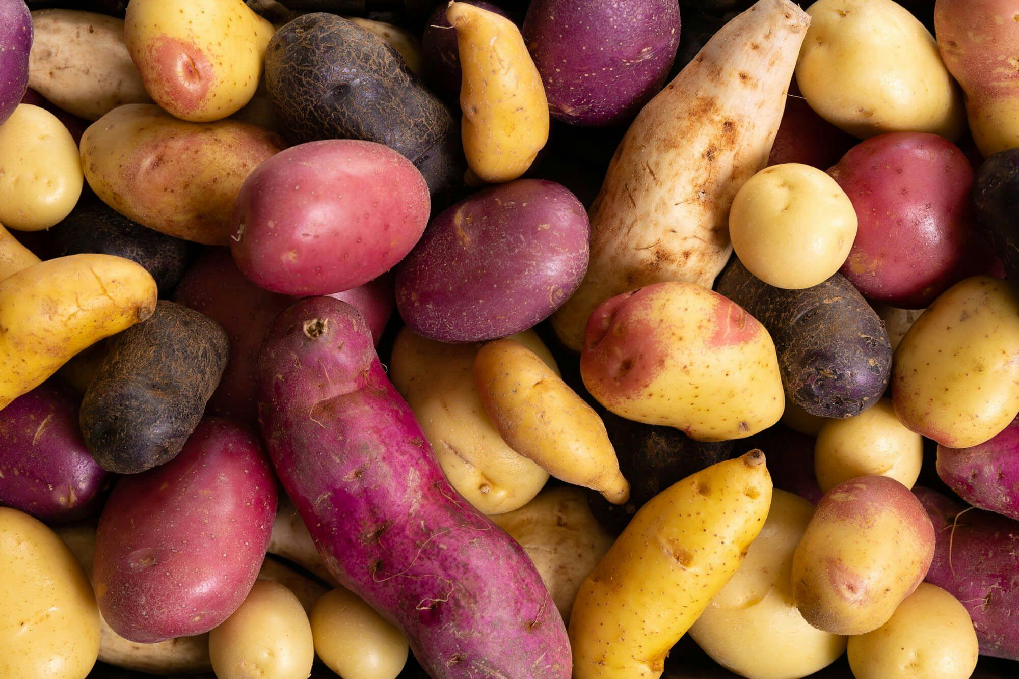 Top down view of a large variety of potatoes