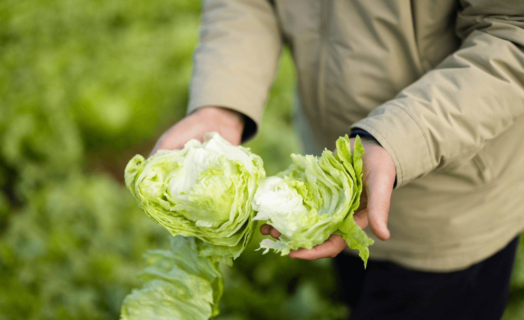 A man in a field of lettuce showing us the inside of a freshly picked lettuce