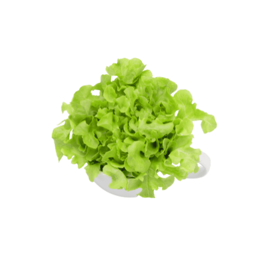 Oak Lettuce