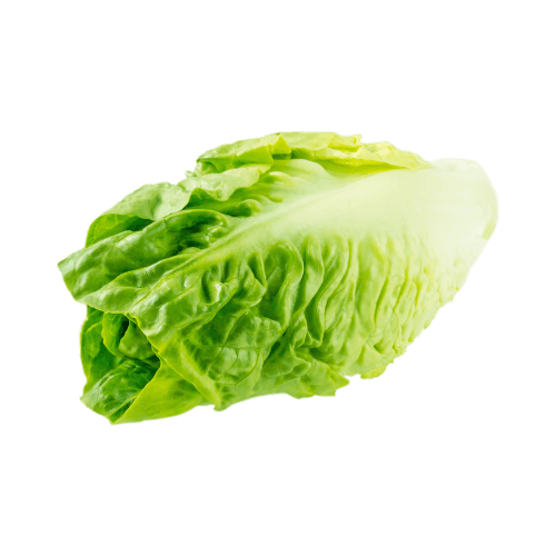 Cos Lettuce