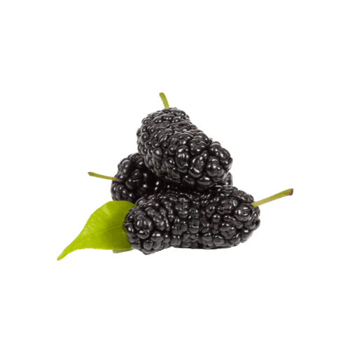 Mulberry