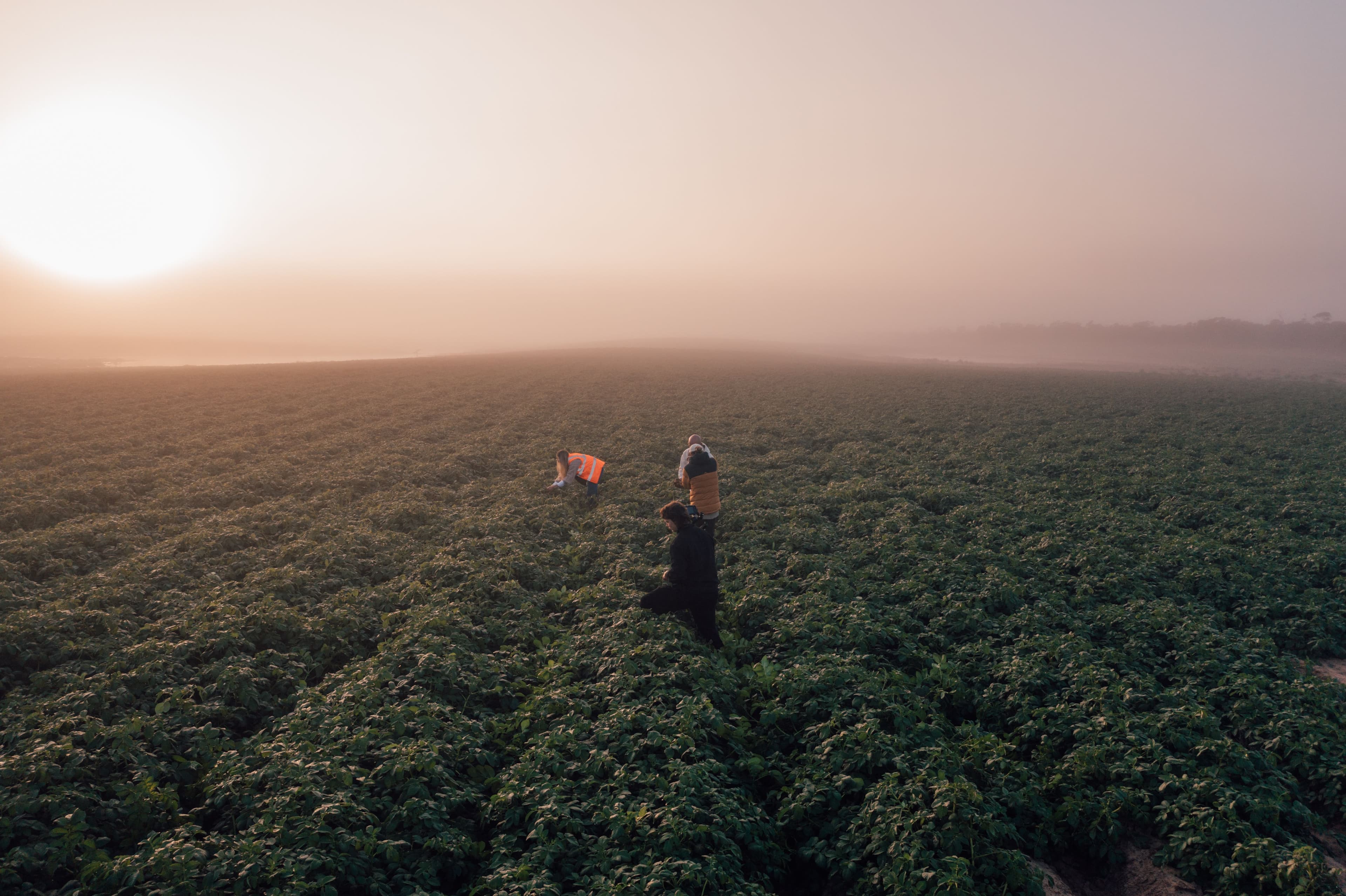 farmers working in Australian farm to supply wholesale fruit and veg