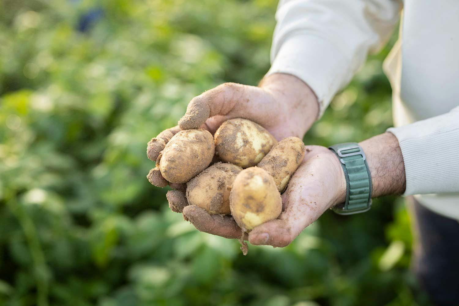 close up of farmer's hands in a potato field holding 5 potatoes freshly out of the ground