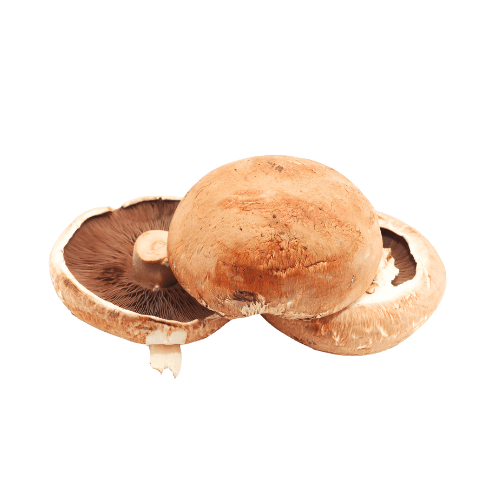 Flat Mushroom