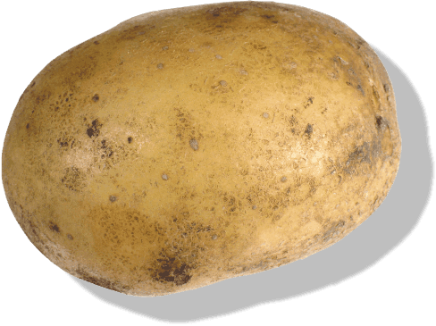 Potato