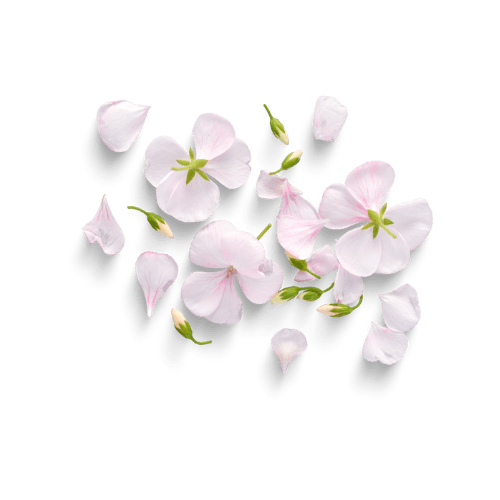 Calendula Persian Gold