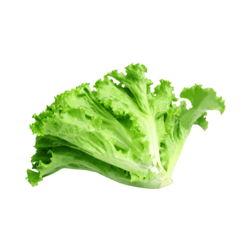 Hydro Lettuce