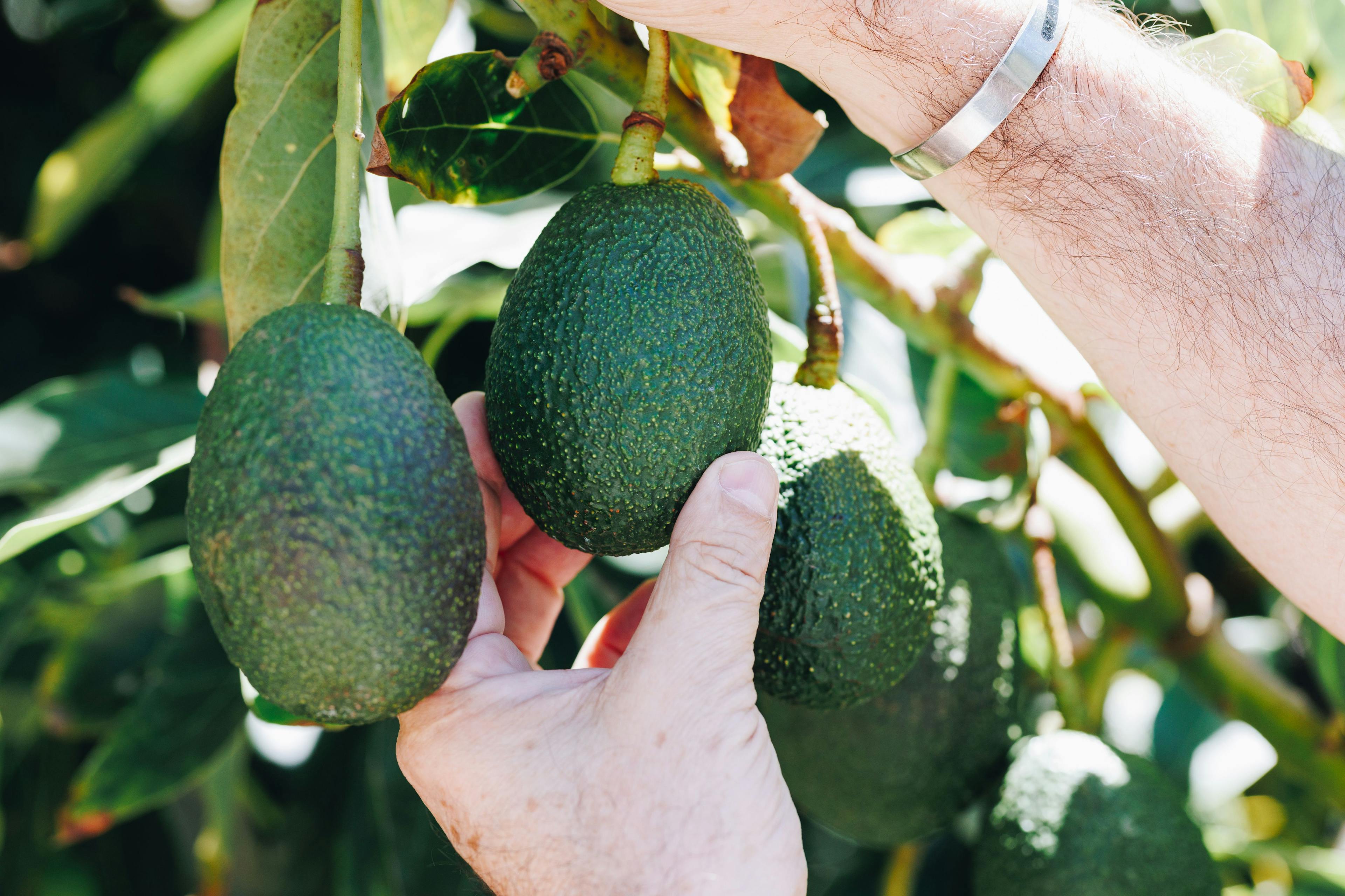 Morco farmer picking fresh avocado produce