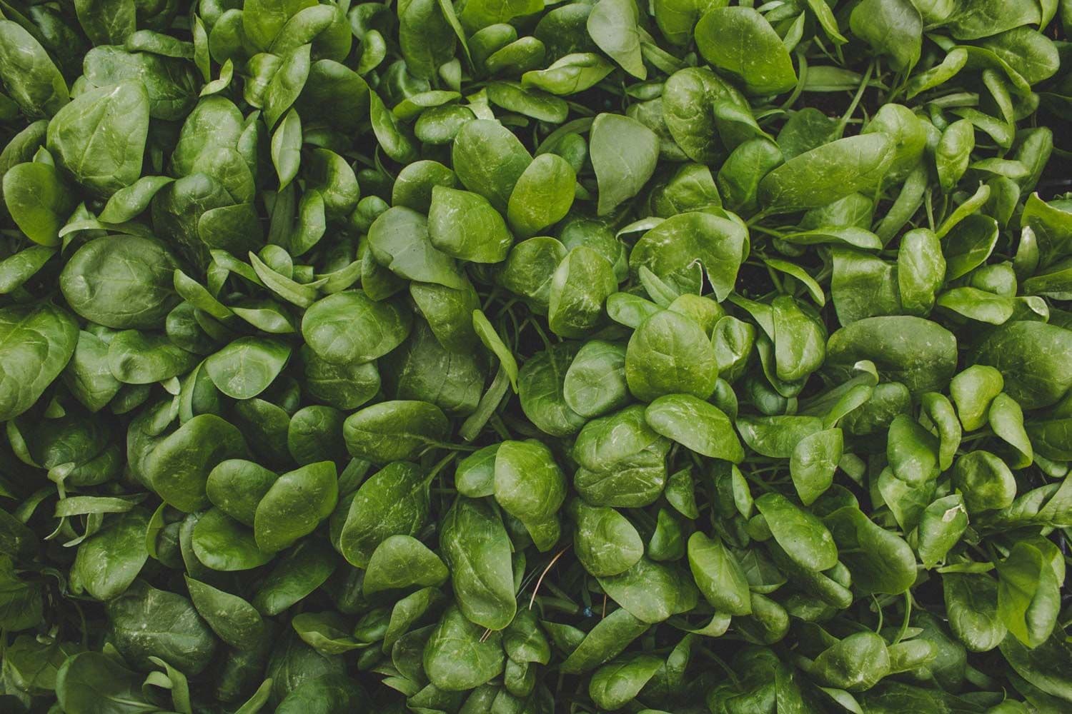 Baby spinach