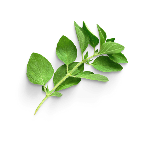 Oregano