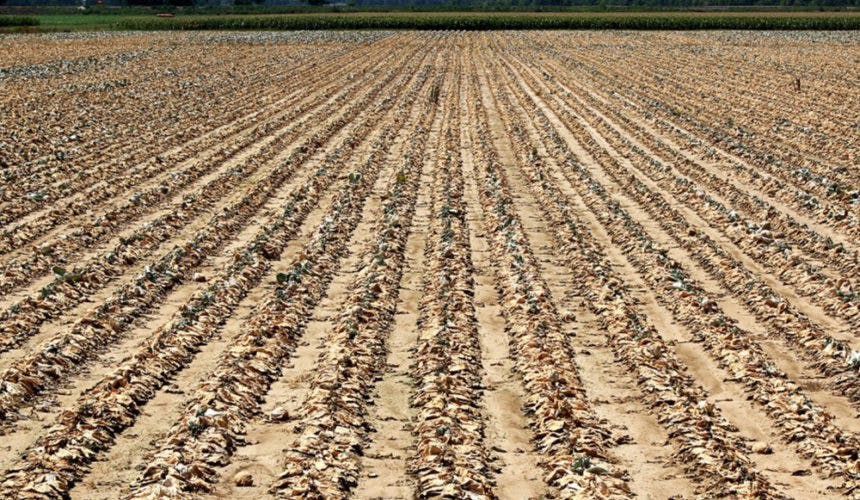 Wide view of a drought affected crop on a farm